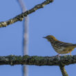 Pipit farlouse